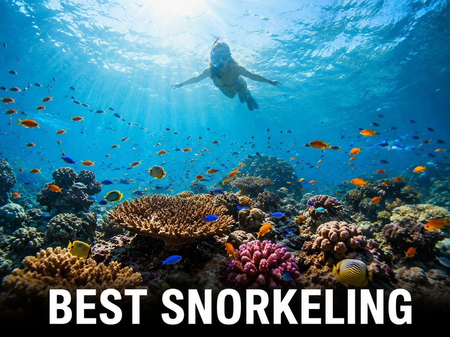 Vibrant coral reef and tropical fish while snorkeling in clear waters off Phuket, Thailand